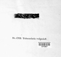 Tubercularia vulgaris image